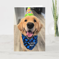 Golden Retriever mit Birthday Hat und Bandana