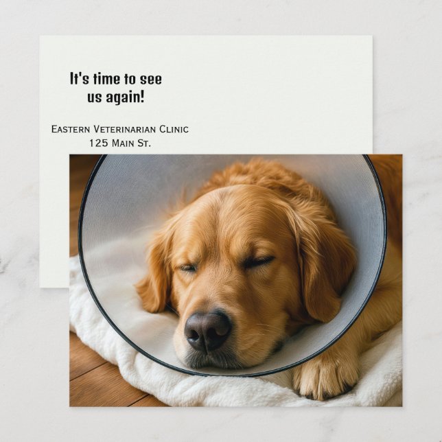 Golden Retriever mit einem Schamkegel Postkarte (Vorne/Hinten)