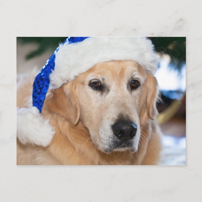 Golden retriever mit Sankt Hut im Weihnachten (Vorderseite)