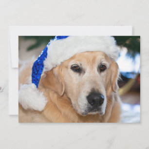 Golden retriever mit Sankt Hut im Weihnachten