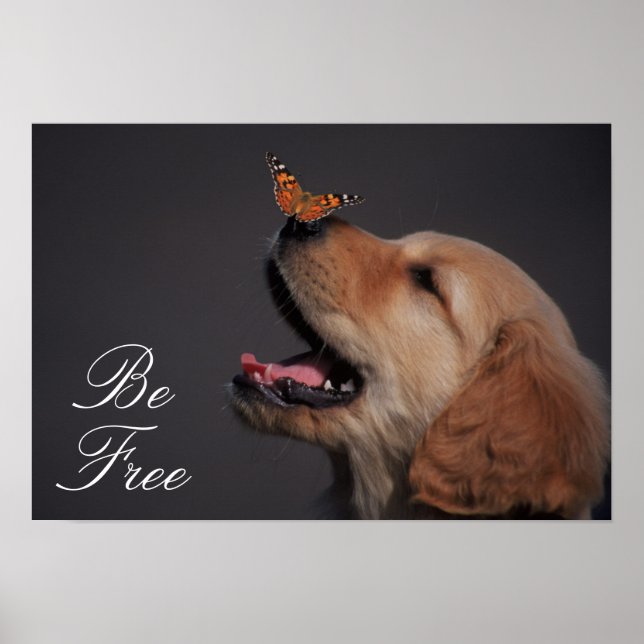 Golden Retriever mit Schmetterling auf seiner Nase Poster (Vorne)