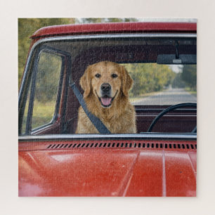 Golden Retriever mit Sicherheitsgurt