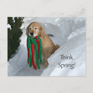 Golden Retriever mit Spielzeug im Schnee Postkarte