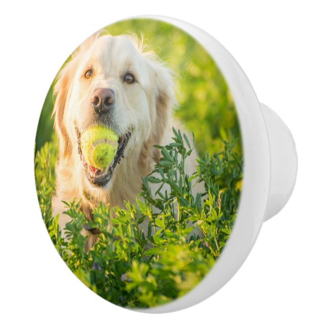 Golden Retriever mit Tennisball Keramikknauf (Rechts)