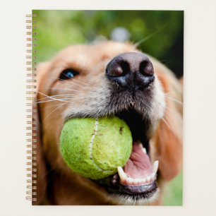 Golden Retriever mit Tennisball Planer