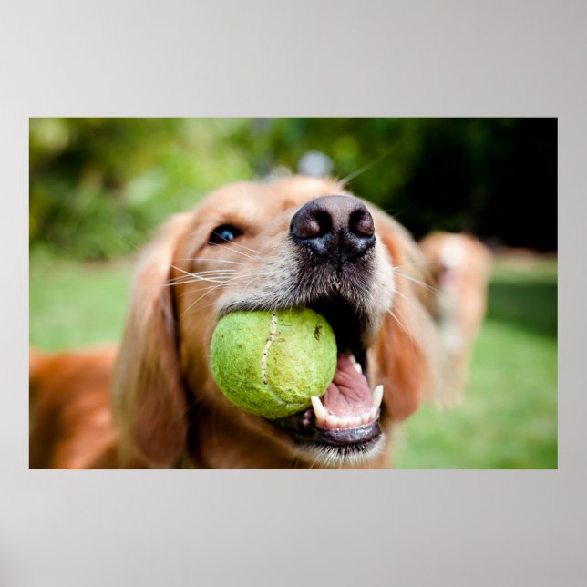 Golden Retriever mit Tennisball Poster (Vorne)