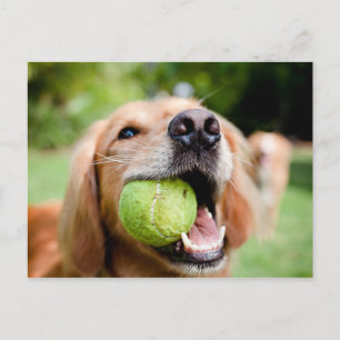 Golden Retriever mit Tennisball Postkarte