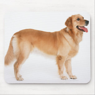 Golden retriever mousepad
