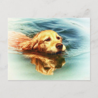 Golden Retriever nage - Chien Art carte postale
