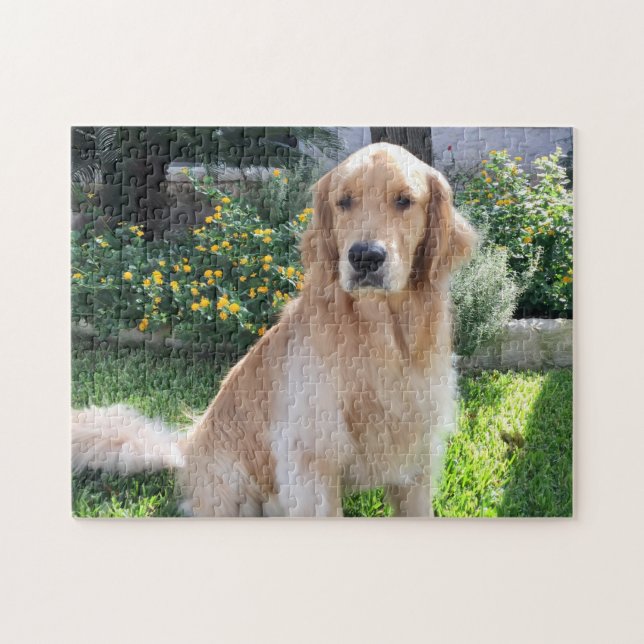 Golden Retriever Niedlich Hund Foto Blume Haustier (Horizontal)