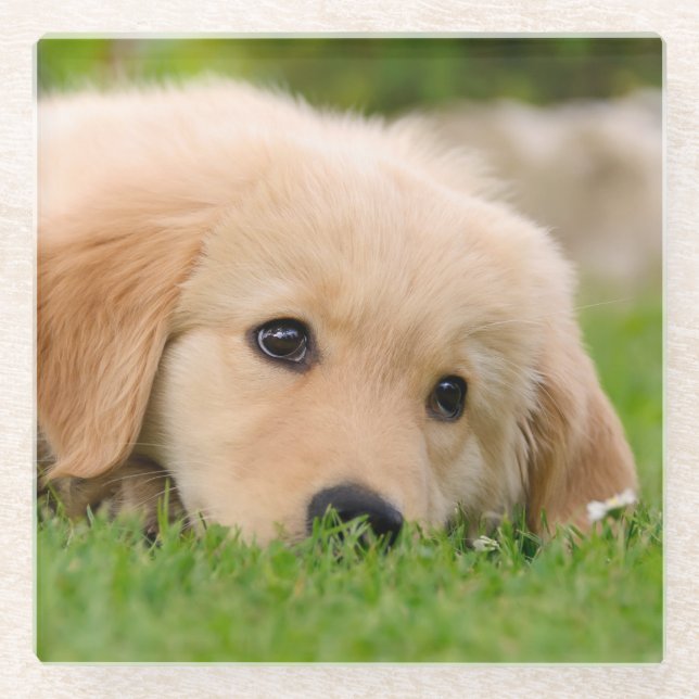 Golden Retriever Niedlich Hund Welpe Dream - Glasuntersetzer (Vorderseite)