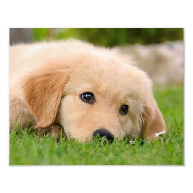 Golden Retriever Niedlich Puppy Dream - Paperprint Fotodruck (Vorne)