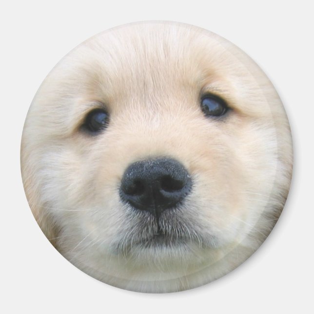 Golden Retriever Niedlich Welpe Magnet (Vorne)