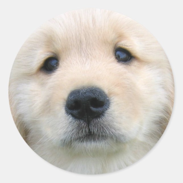 Golden Retriever Niedlich Welpe Runder Aufkleber (Vorderseite)