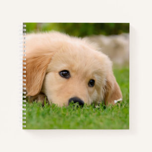 Golden Retriever Niedlich Welppy Dreams Dog Head F Notizbuch