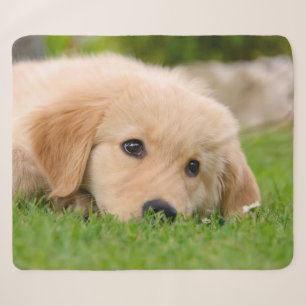 Golden Retriever Niedlich Welppy Dreams Dog Head F Sherpadecke