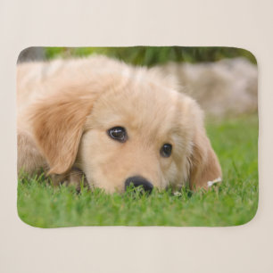 Golden Retriever Niedlich Welppy Dreams Dog Head F Sherpadecke