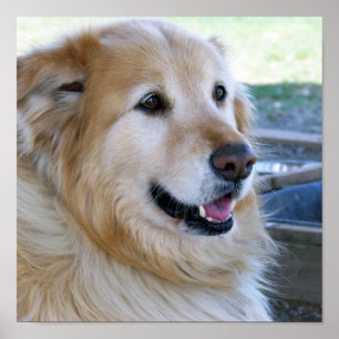 Golden retriever-Plakate Poster