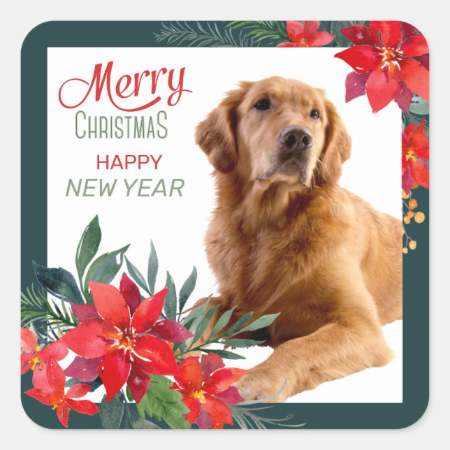 Golden Retriever Poinsettia Bouquet Weihnachten Quadratischer Aufkleber (Vorderseite)