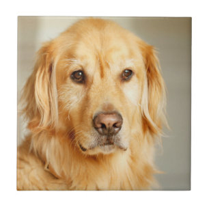 Golden Retriever Portrait Fliese