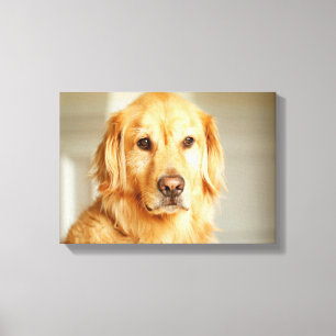 Golden Retriever Portrait Leinwanddruck