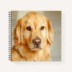 Golden Retriever Portrait Notizbuch