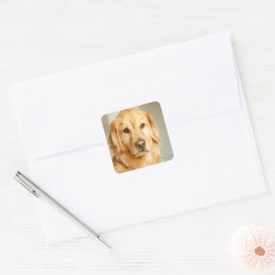 Golden Retriever Portrait Quadratischer Aufkleber