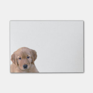 Golden retriever-Post-it-Zettel-Auflage Post-it Klebezettel