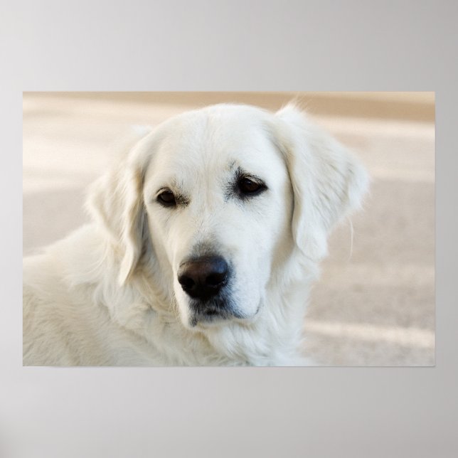 Golden Retriever Poster (Vorne)