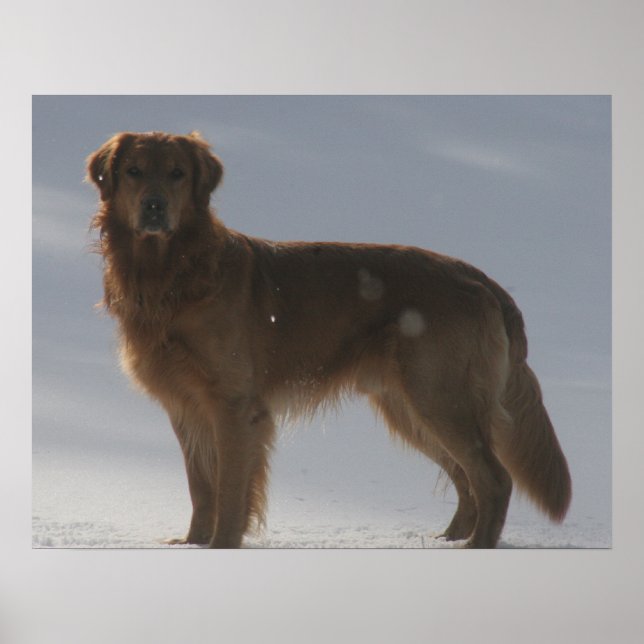GOLDEN RETRIEVER POSTER (Vorne)