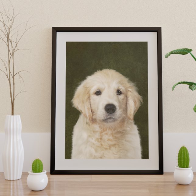 Golden Retriever Poster (Von Creator hochgeladen)