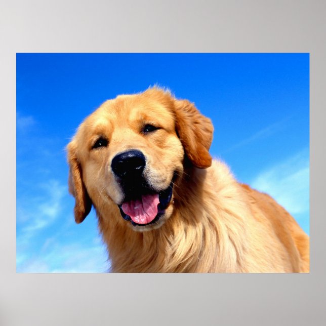 Golden Retriever Poster (Vorne)