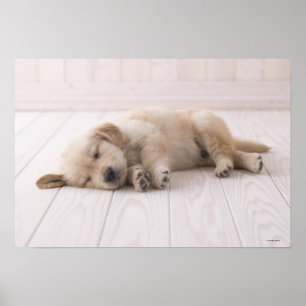 Golden retriever poster