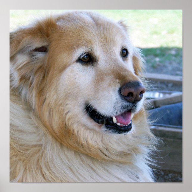 Golden Retriever Posters Poster (Vorne)