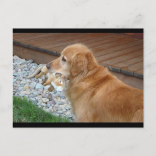 Golden Retriever Postkarte