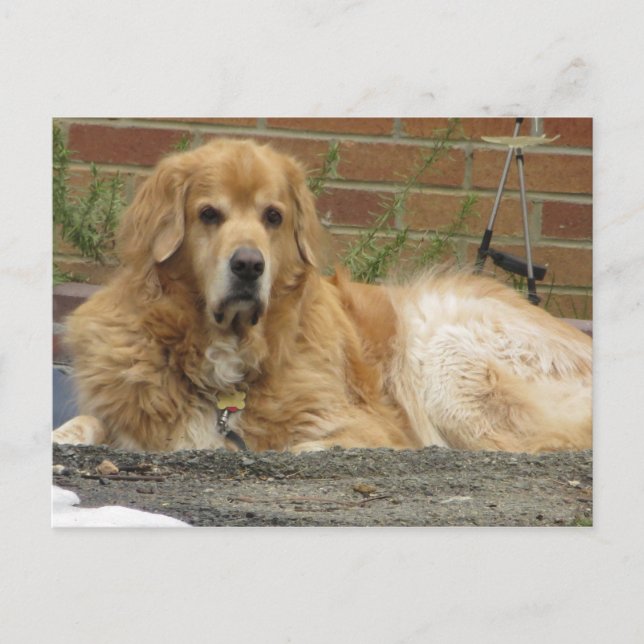 Golden Retriever Postkarte (Vorderseite)