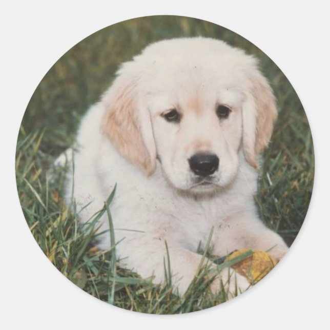 Golden Retriever Pup Sticker (Vorderseite)
