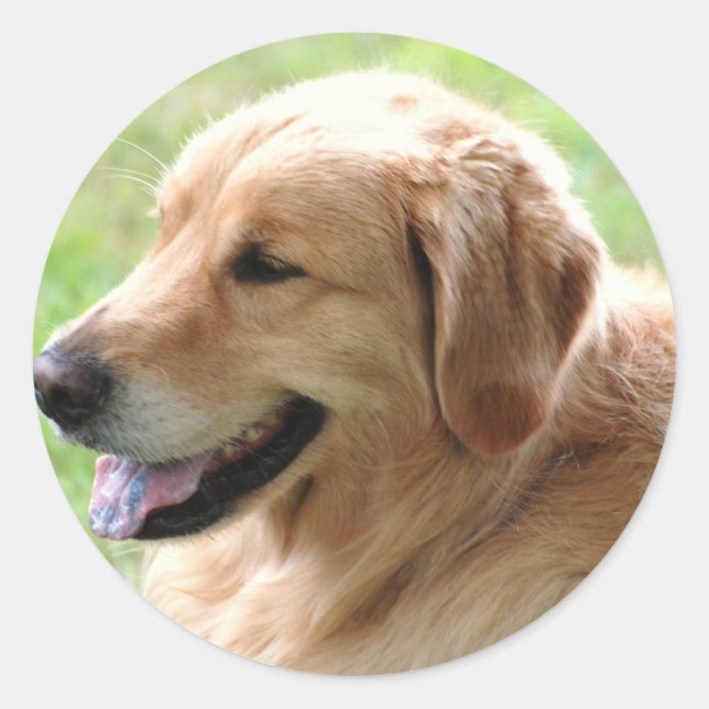 Golden Retriever Pup Stickers (Vorderseite)