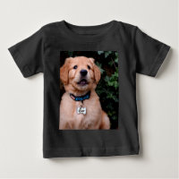 Golden Retriever Puppy