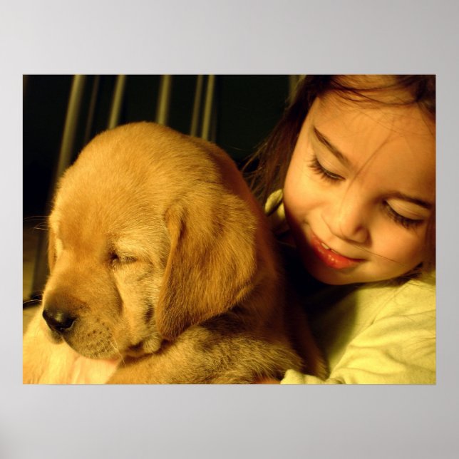 Golden Retriever Puppy Dog Foto Poster (Vorne)