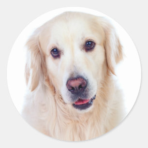 Golden Retriever Puppy Dog - Hallo Liebe Runder Aufkleber