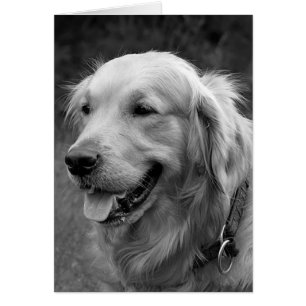 Golden Retriever Puppy Dose Blank