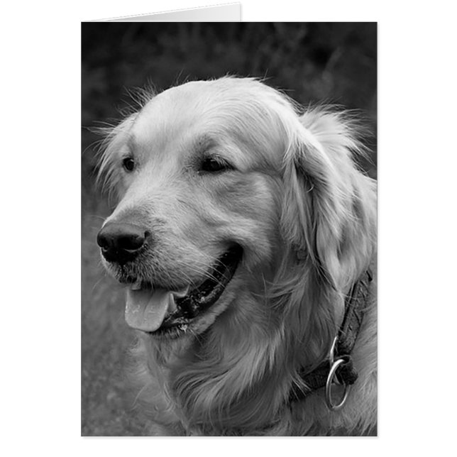 Golden Retriever Puppy Dose Blank (Vorne)