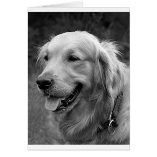 Golden Retriever Puppy Dose Blank