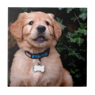 Golden Retriever Puppy Fliese