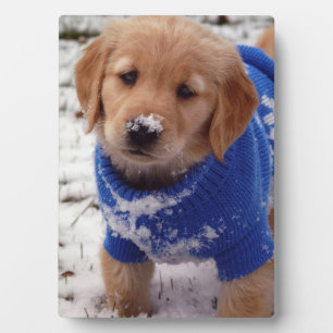 Golden Retriever Puppy Fotoplatte