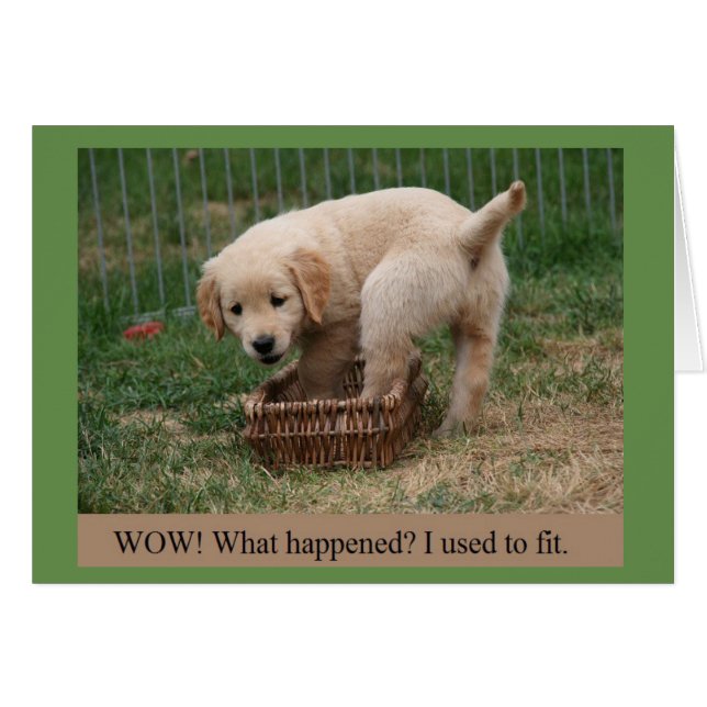 Golden Retriever Puppy Grossing Up Funny Card (Devant horizontal)