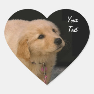 Golden Retriever Puppy Herz-Aufkleber