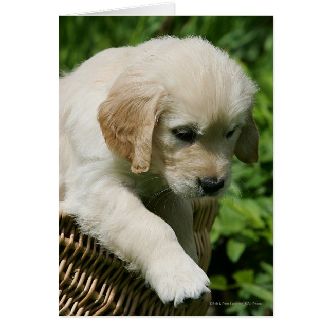 Golden Retriever Puppy in Basket (Vorne)