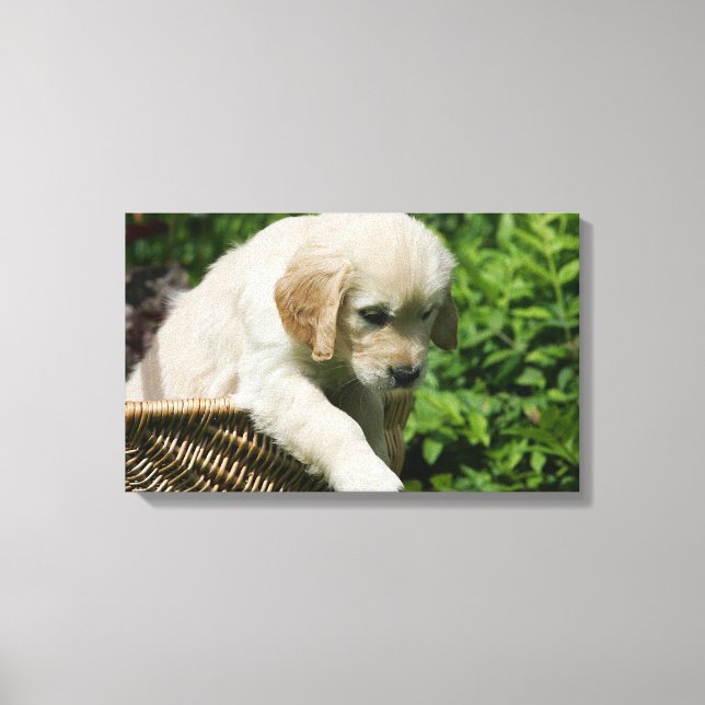 Golden Retriever Puppy in Basket Leinwanddruck (Vorderseite)